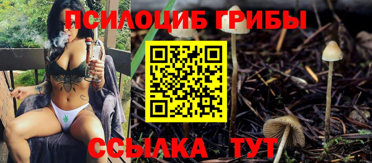 Галлюциногенные грибы Psilocybe Славгород